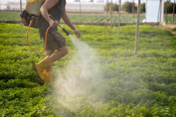 Best Insect Control  in Sa De Oro Mount Helix, CA