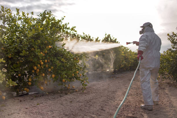 Flea Control Services in Casa De Oro Mount Helix, CA
