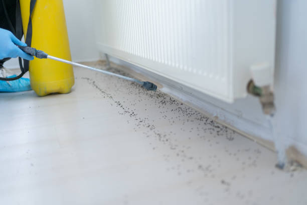 Best Mosquito Control Services  in Sa De Oro Mount Helix, CA