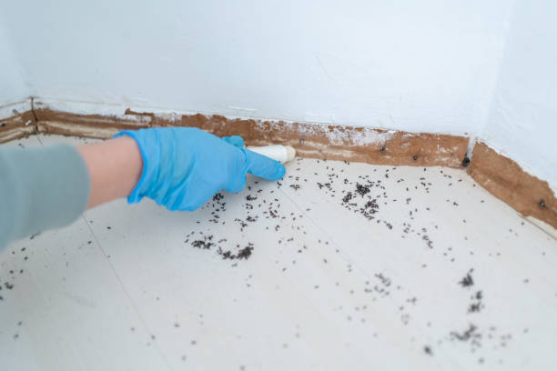 Best Pest Control Near Me  in Sa De Oro Mount Helix, CA